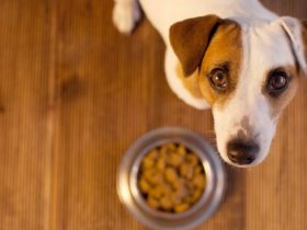 Köpeğim Yemek Yemiyor, Ne Yapılmalı? Köpeğim Yemek Yemiyor, Ne Yapılmalı?