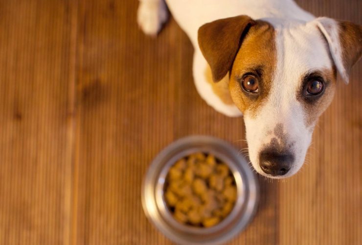 Köpeğim Yemek Yemiyor, Ne Yapılmalı? Köpeğim Yemek Yemiyor, Ne Yapılmalı?