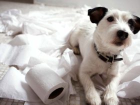 Köpeğe Balkonda Tuvalet Eğitimi Nasıl Verilir? Köpeğe Balkonda Tuvalet Eğitimi Nasıl Verilir?