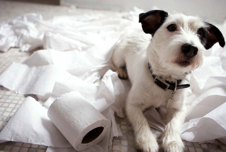 Köpeğe Balkonda Tuvalet Eğitimi Nasıl Verilir? Köpeğe Balkonda Tuvalet Eğitimi Nasıl Verilir?