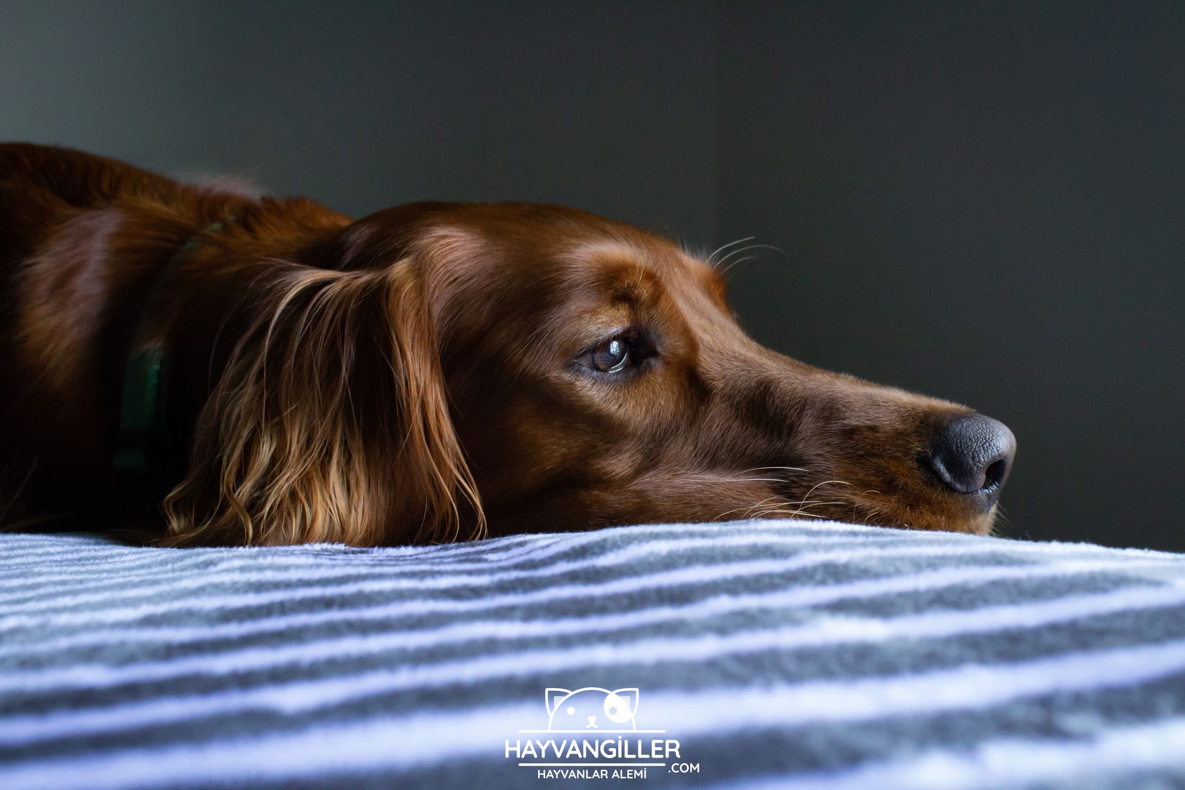 Kopeklerde Ishal Ve Kusmaya Ne Iyi Gelir Hayvangiller Kopeklerde Ishal Ve Kusmaya Ne Iyi Gelir Hayvangiller