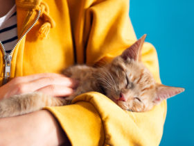 İlk Kez Kedi Besleyecekler İçin: Kedi Bakım Rehberi İlk Kez Kedi Besleyecekler İçin: Kedi Bakım Rehberi