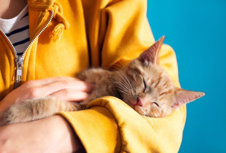 İlk Kez Kedi Besleyecekler İçin: Kedi Bakım Rehberi İlk Kez Kedi Besleyecekler İçin: Kedi Bakım Rehberi