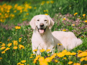 Labrador Retriever Köpek Cinsi Labrador Retriever Köpek Cinsi