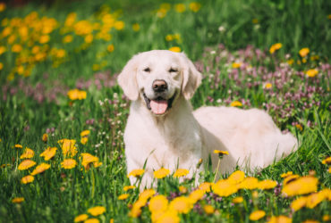 Labrador Retriever Köpek Cinsi Labrador Retriever Köpek Cinsi