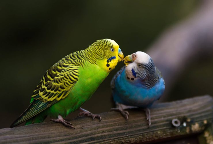 Muhabbet Kuşu Neden Yumurtlamaz? Muhabbet Kuşu Neden Yumurtlamaz?