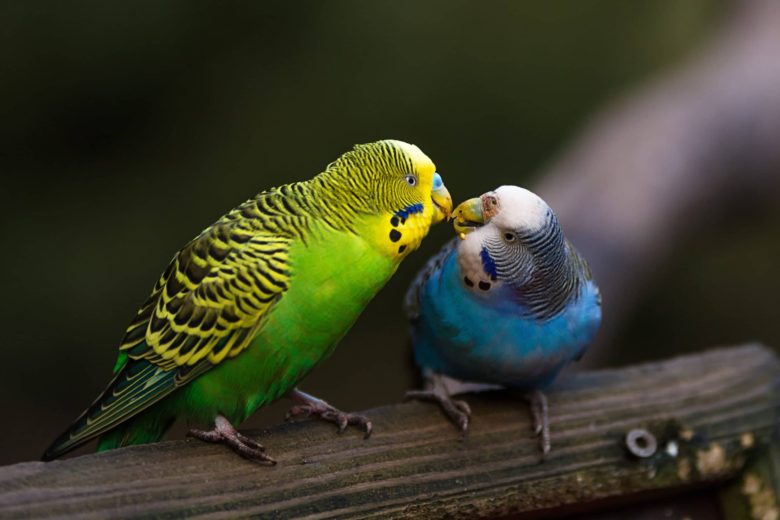 Muhabbet Kuşu Neden Yumurtlamaz? Muhabbet Kuşu Neden Yumurtlamaz?