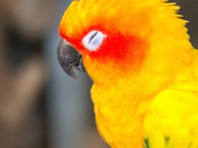 Kuşumun Gözü Kapandı Ne Yapmalıyım? Kuşumun Gözü Kapandı Ne Yapmalıyım?