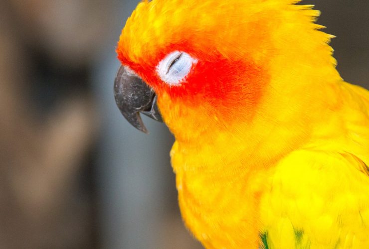 Kuşumun Gözü Kapandı Ne Yapmalıyım? Kuşumun Gözü Kapandı Ne Yapmalıyım?