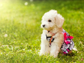 Poodle (Kaniş) Köpek Cinsi Poodle (Kaniş) Köpek Cinsi