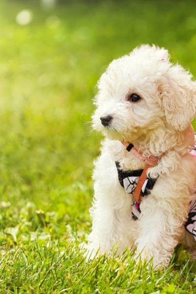 Poodle (Kaniş) Köpek Cinsi Poodle (Kaniş) Köpek Cinsi