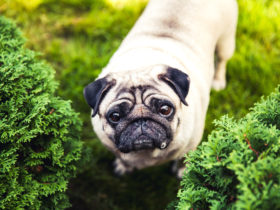 Pug Köpek Cinsi Pug Köpek Cinsi