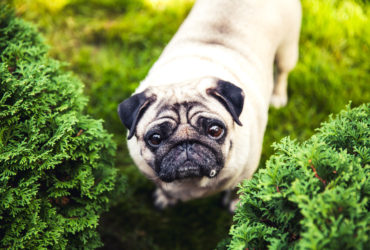 Pug Köpek Cinsi Pug Köpek Cinsi