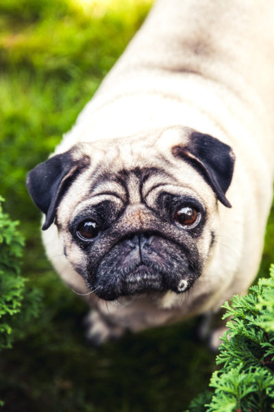 Pug Köpek Cinsi Pug Köpek Cinsi