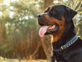 Rottweiler Köpek Cinsi Rottweiler Köpek Cinsi
