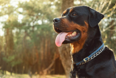 Rottweiler Köpek Cinsi Rottweiler Köpek Cinsi