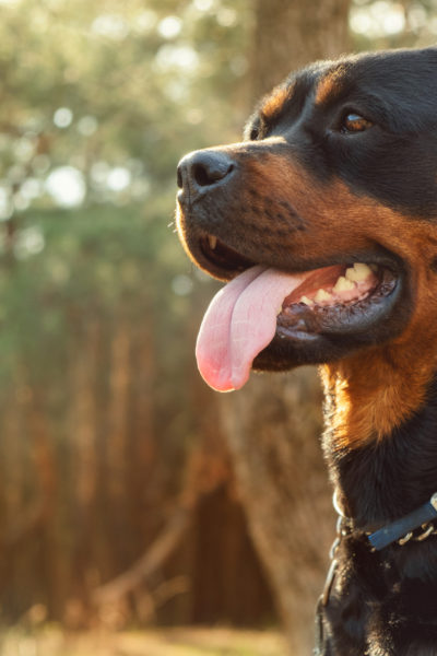 Rottweiler Köpek Cinsi