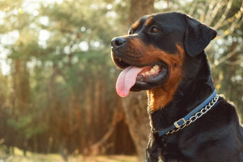 Rottweiler Köpek Cinsi Rottweiler Köpek Cinsi