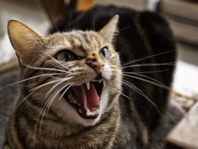 Kedilerde Huysuzluk Neden Olur? Nasıl Geçer? Kedilerde Huysuzluk Neden Olur? Nasıl Geçer?