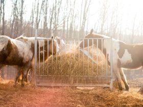 Atlar Ne Yerler, Nasıl Beslenirler? Atlar Ne Yerler, Nasıl Beslenirler?