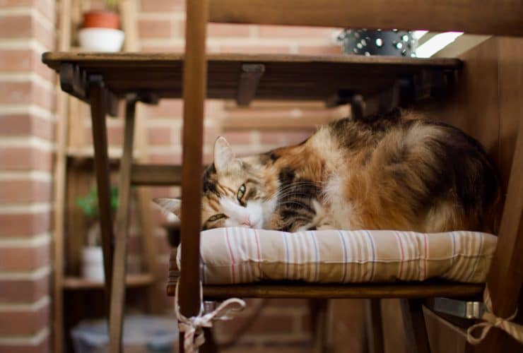 Kediler Kapalı Balkonda Üşür mü? Kediler Kapalı Balkonda Üşür mü?