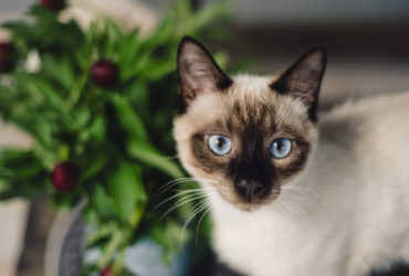 Siyam Kedisi Cinsi Siyam Kedisi Cinsi