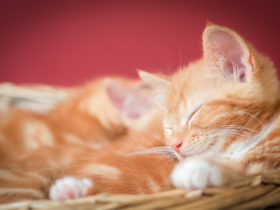 En Güzel Kedi İsimleri En Güzel Kedi İsimleri
