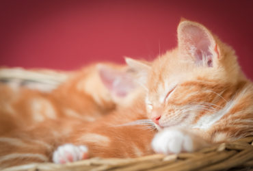 En Güzel Kedi İsimleri En Güzel Kedi İsimleri