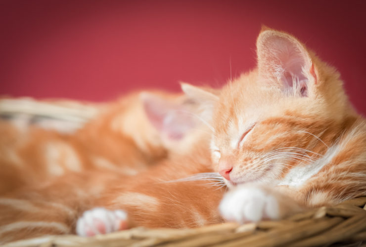 En Güzel Kedi İsimleri En Güzel Kedi İsimleri