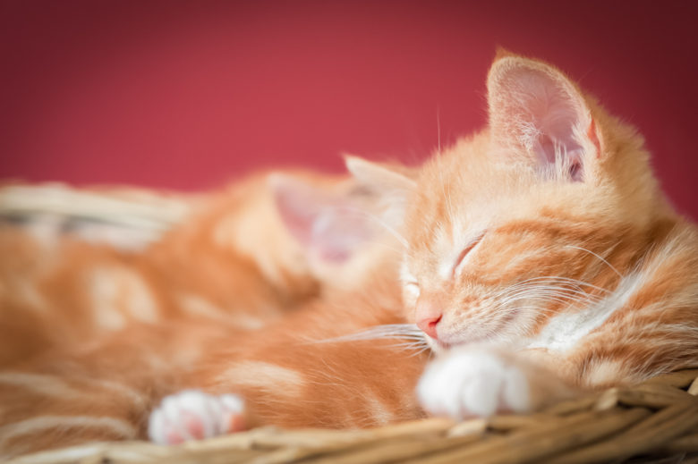 En Güzel Kedi İsimleri En Güzel Kedi İsimleri