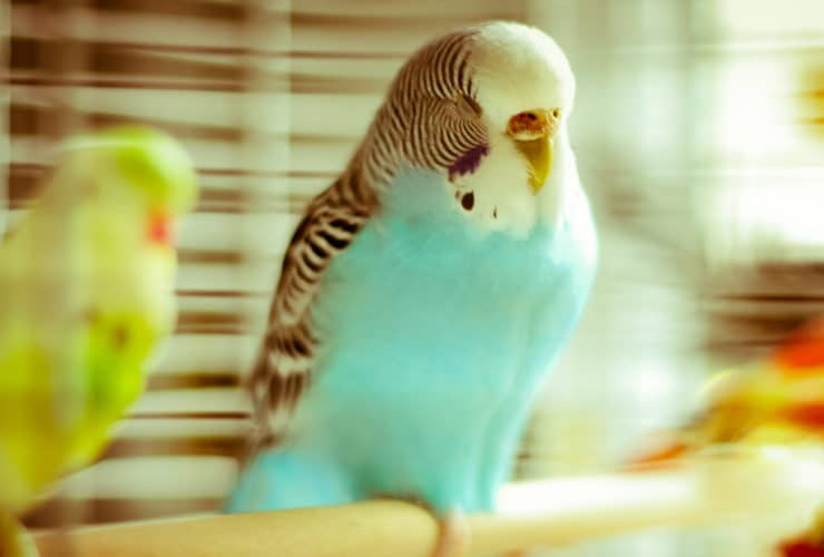 Muhabbet Kuşu Titriyor ve Uyuyor, Ne Yapılmalı? Muhabbet Kuşu Titriyor ve Uyuyor, Ne Yapılmalı?