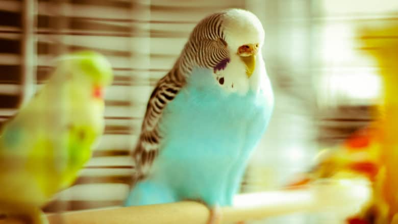 Muhabbet Kuşu Titriyor ve Uyuyor, Ne Yapılmalı? Muhabbet Kuşu Titriyor ve Uyuyor, Ne Yapılmalı?