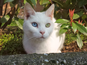 Van Kedisi Cinsi Van Kedisi Cinsi