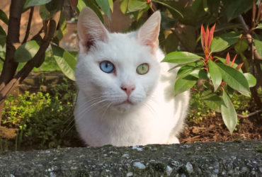 Van Kedisi Cinsi Van Kedisi Cinsi