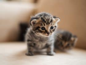 Kedi Gribi İnsana Bulaşır Mı? Kedi Gribi İnsana Bulaşır Mı?