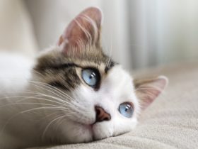 Kedinin Burnunun Siyahlaşması Ne Anlama Gelir? Kedinin Burnunun Siyahlaşması Ne Anlama Gelir?