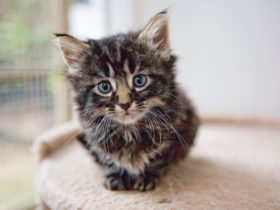 Kedim Yemek Yemiyor, Ne Yapılmalı? Kedim Yemek Yemiyor, Ne Yapılmalı?