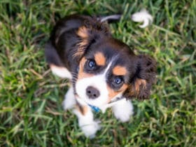 Küflü Ekmek Köpeğe Verilir mi? Küflü Ekmek Köpeğe Verilir mi?
