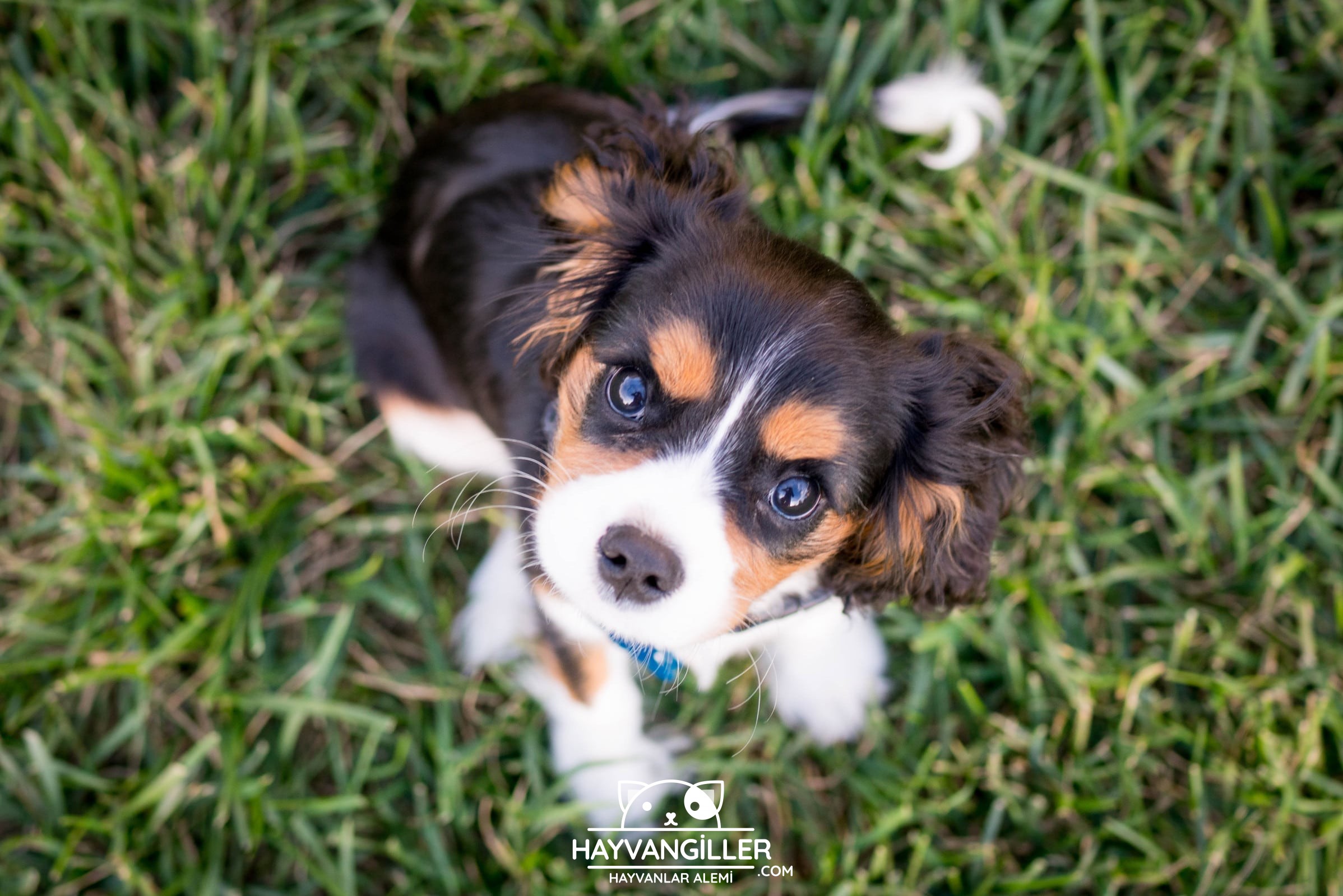 Kuflu Ekmek Kopege Verilir Mi Hayvangiller Kuflu Ekmek Kopege Verilir Mi Hayvangiller