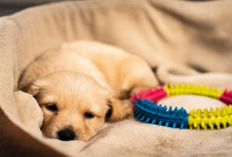 Yavru Köpek Halsiz ve Yemek Yemiyor, Ne Yapılmalı?