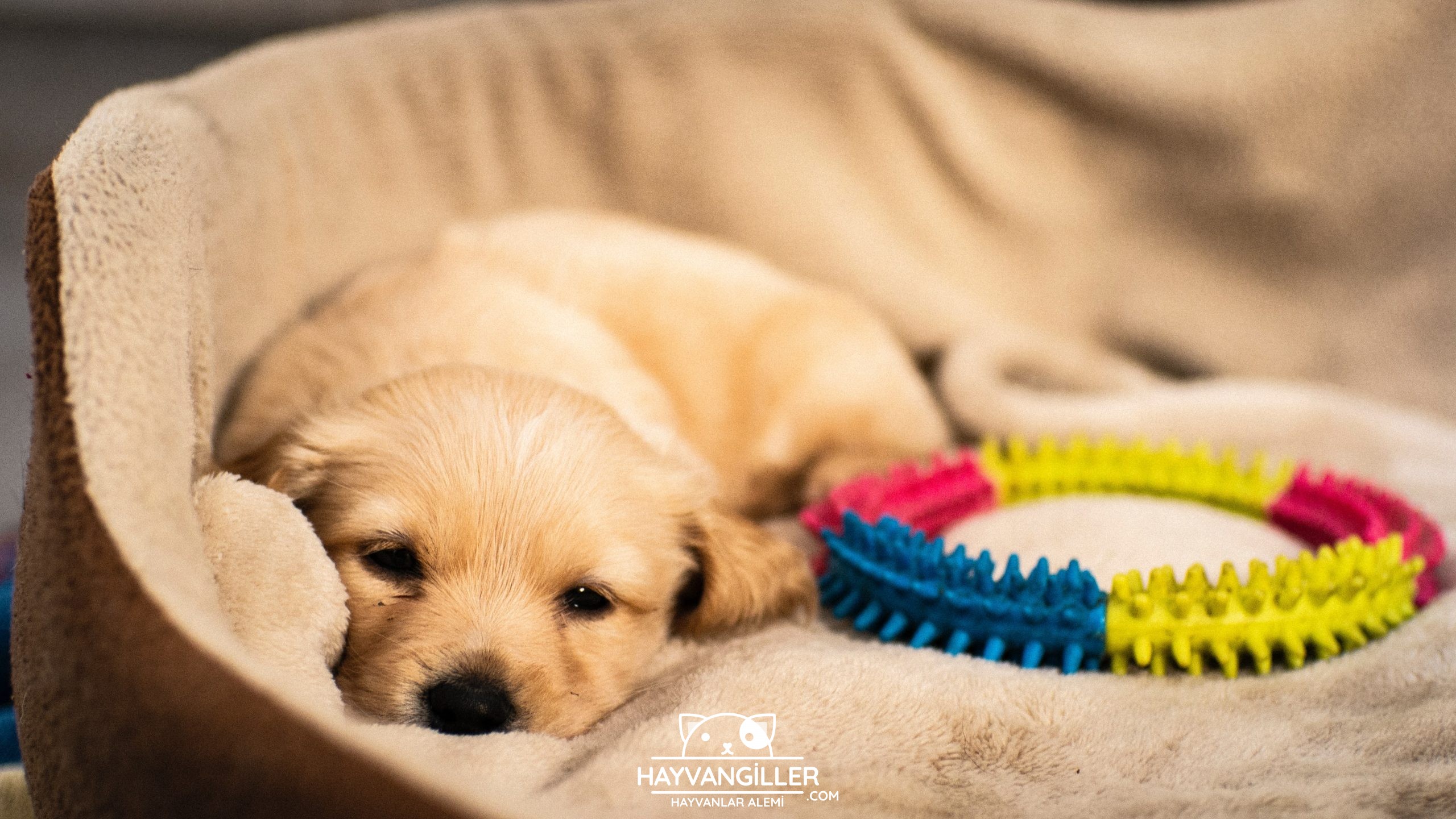yavru kopek halsiz ve yemek yemiyor ne yapilmali hayvangiller