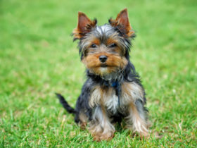 Yorkshire Terrier Köpek Cinsi