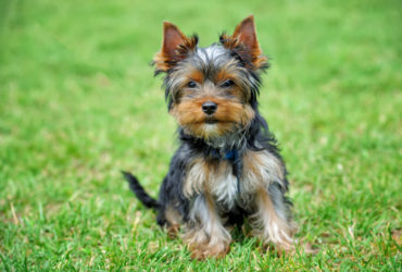 Yorkshire Terrier Köpek Cinsi Yorkshire Terrier Köpek Cinsi