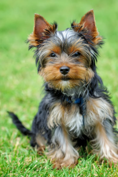 Yorkshire Terrier Köpek Cinsi