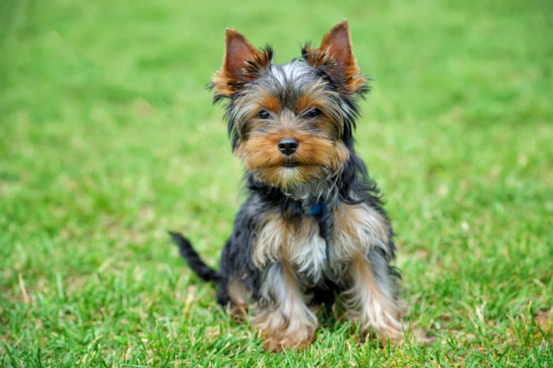 Yorkshire Terrier Köpek Cinsi Yorkshire Terrier Köpek Cinsi